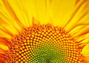 QUANDO A BIOLOGIA É “DE HUMANAS”